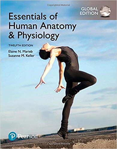 (eBook PDF)Essentials of Human Anatomy and Physiology 12th Global ed by Elaine N. Marieb , Suzanne M. Keller 